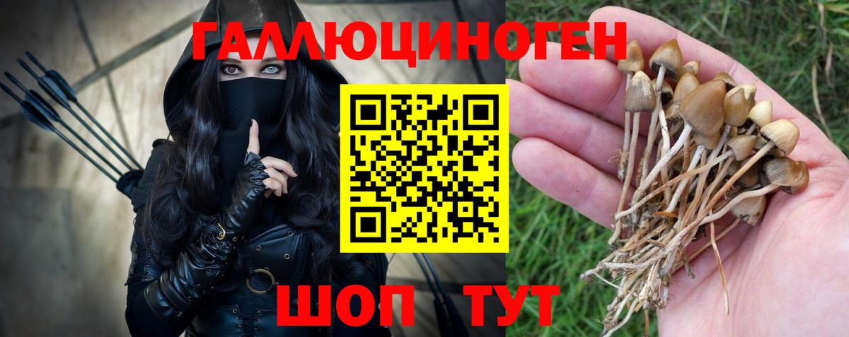 Псилоцибиновые грибы Psilocybine cubensis Мурино